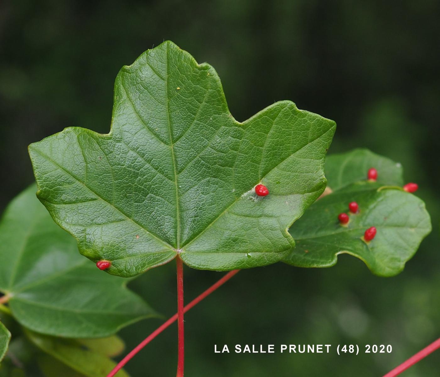 Maple, Montpellier leaf